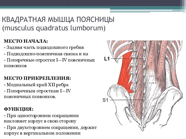 КВАДРАТНАЯ МЫШЦА ПОЯСНИЦЫ (musculus quadratus lumborum) МЕСТО НАЧАЛА: - Задняя