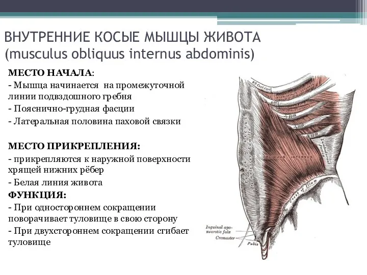 ВНУТРЕННИЕ КОСЫЕ МЫШЦЫ ЖИВОТА (musculus obliquus internus abdominis) МЕСТО НАЧАЛА: