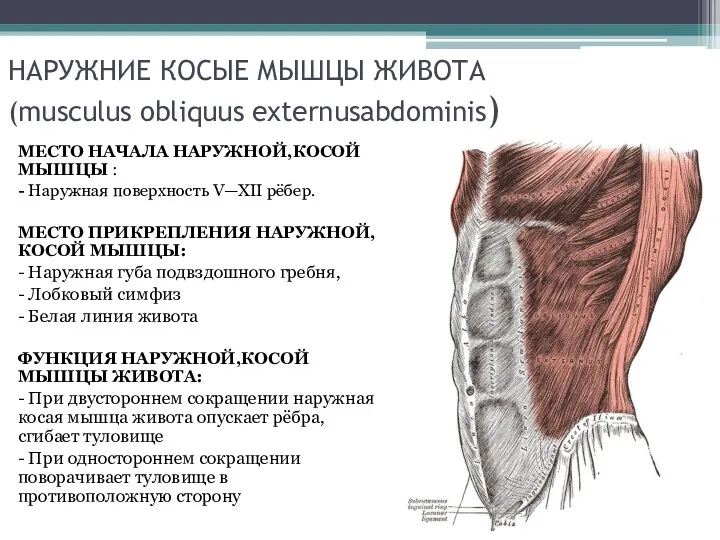 НАРУЖНИЕ КОСЫЕ МЫШЦЫ ЖИВОТА (musculus obliquus externusabdominis) МЕСТО НАЧАЛА НАРУЖНОЙ,КОСОЙ