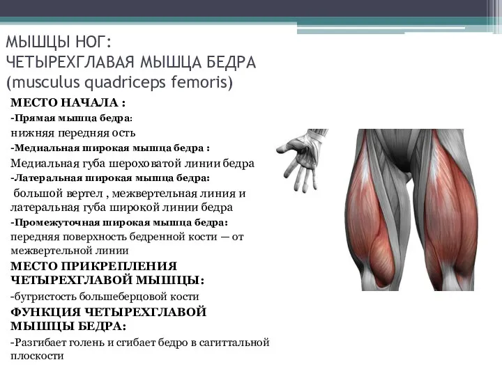 МЫШЦЫ НОГ: ЧЕТЫРЕХГЛАВАЯ МЫШЦА БЕДРА (musculus quadriceps femoris) МЕСТО НАЧАЛА : -Прямая мышца