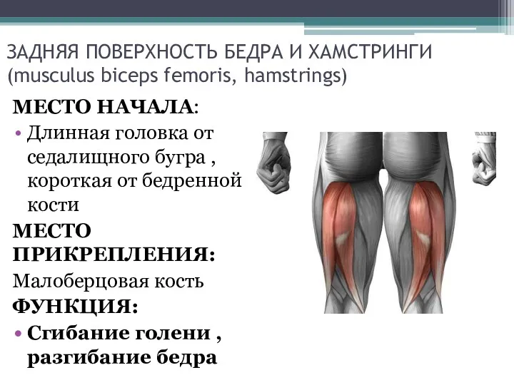 ЗАДНЯЯ ПОВЕРХНОСТЬ БЕДРА И ХАМСТРИНГИ (musculus biceps femoris, hamstrings) МЕСТО НАЧАЛА: Длинная головка