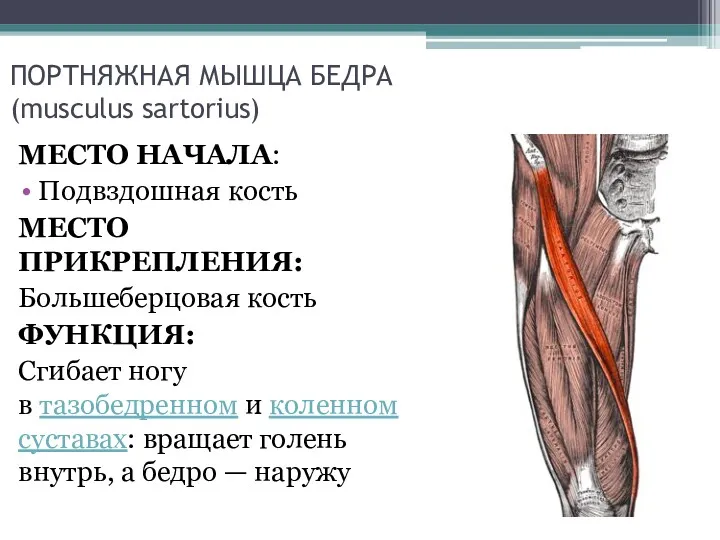 ПОРТНЯЖНАЯ МЫШЦА БЕДРА (musculus sartorius) МЕСТО НАЧАЛА: Подвздошная кость МЕСТО ПРИКРЕПЛЕНИЯ: Большеберцовая кость
