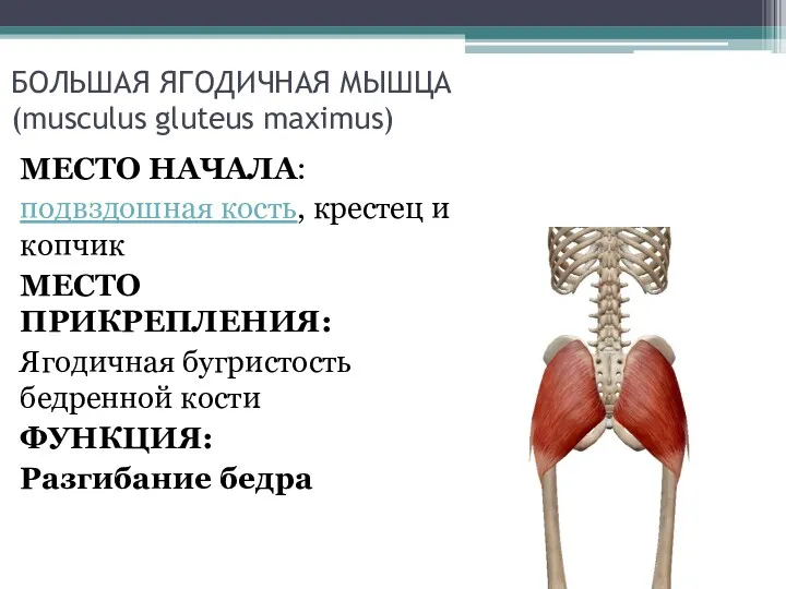 БОЛЬШАЯ ЯГОДИЧНАЯ МЫШЦА (musculus gluteus maximus) МЕСТО НАЧАЛА: подвздошная кость, крестец и копчик