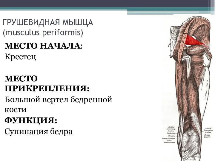 ГРУШЕВИДНАЯ МЫШЦА (musculus periformis) МЕСТО НАЧАЛА: Крестец МЕСТО ПРИКРЕПЛЕНИЯ: Большой вертел бедренной кости ФУНКЦИЯ: Супинация бедра