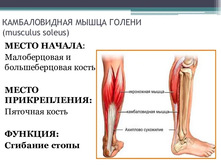 КАМБАЛОВИДНАЯ МЫШЦА ГОЛЕНИ (musculus soleus) МЕСТО НАЧАЛА: Малоберцовая и большеберцовая кость МЕСТО ПРИКРЕПЛЕНИЯ: