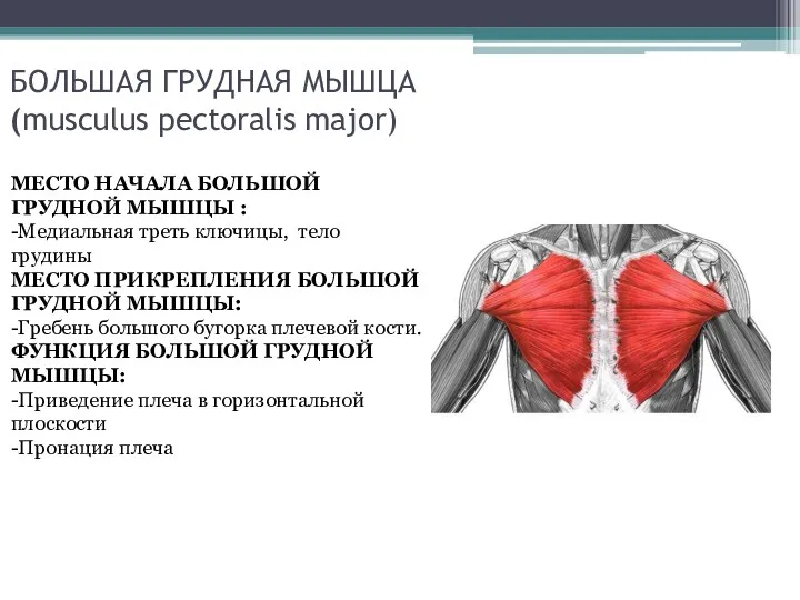 БОЛЬШАЯ ГРУДНАЯ МЫШЦА (musculus pectoralis major) МЕСТО НАЧАЛА БОЛЬШОЙ ГРУДНОЙ