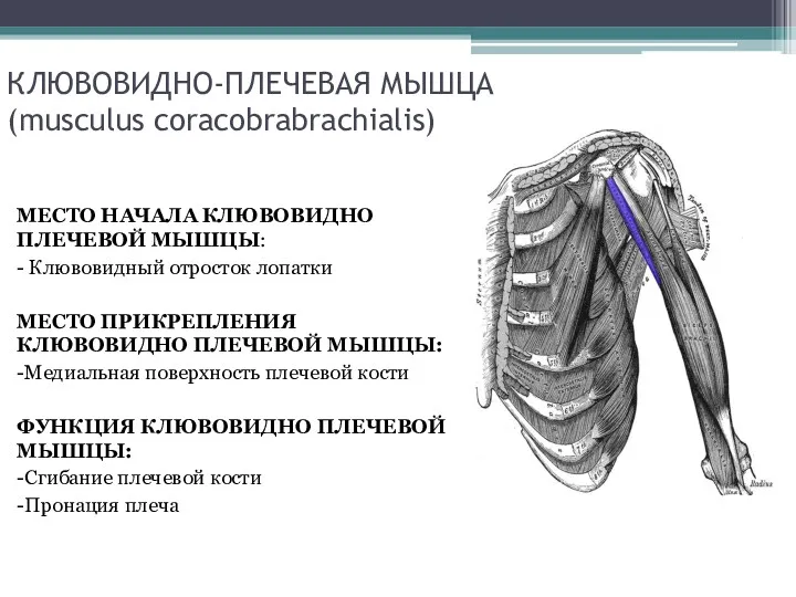 КЛЮВОВИДНО-ПЛЕЧЕВАЯ МЫШЦА (musculus coracobrabrachialis) МЕСТО НАЧАЛА КЛЮВОВИДНО ПЛЕЧЕВОЙ МЫШЦЫ: - Клювовидный отросток лопатки