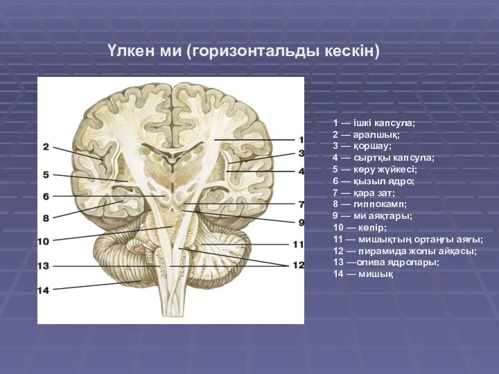 1 — ішкі капсула; 2 — аралшық; 3 — қоршау;