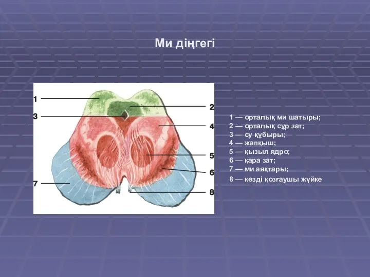 1 — орталық ми шатыры; 2 — орталық сұр зат;