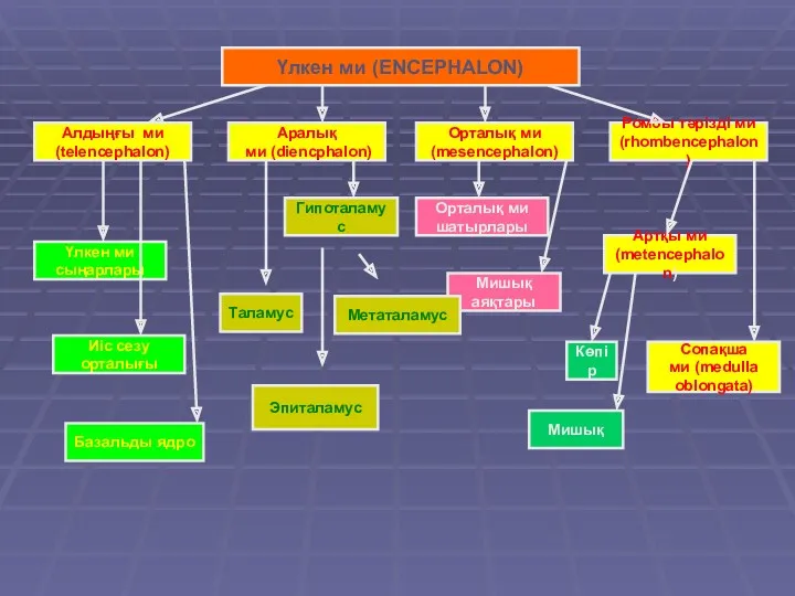 Үлкен ми (ENCEPHALON) Алдыңғы ми (telencephalon) Гипоталамус Аралық ми (diencphalon)