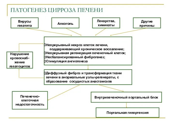 ПАТОГЕНЕЗ ЦИРРОЗА ПЕЧЕНИ Вирусы гепатита Алкоголь Лекарства, химикаты Другие причины