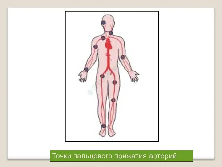 Точки пальцевого прижатия артерий