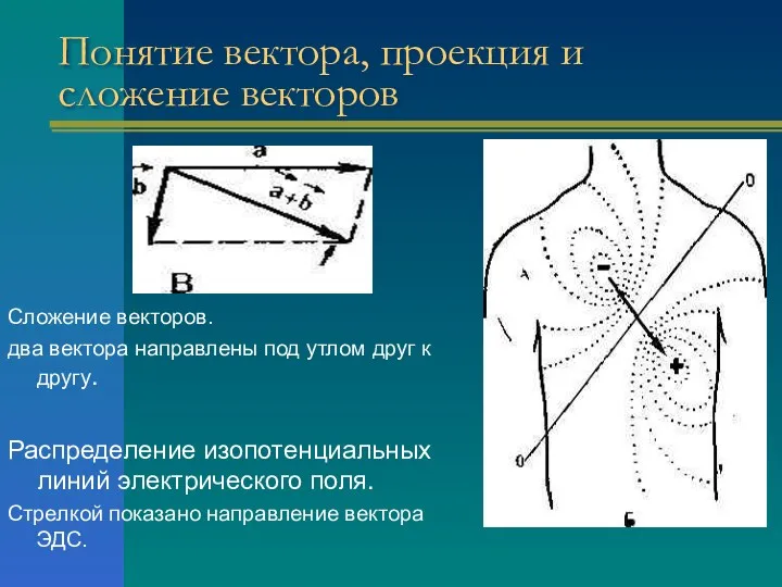 Понятие вектора, проекция и сложение векторов Сложение векторов. два вектора