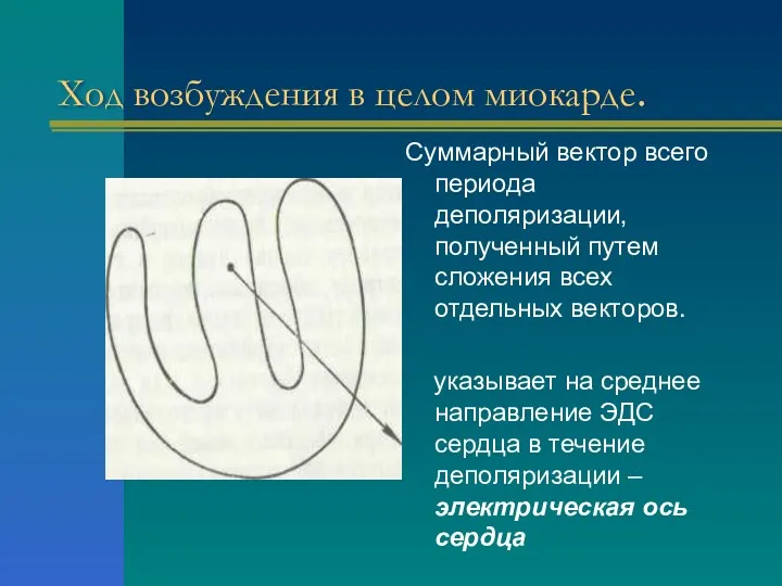 Суммарный вектор всего периода деполяризации, полученный путем сложения всех отдельных