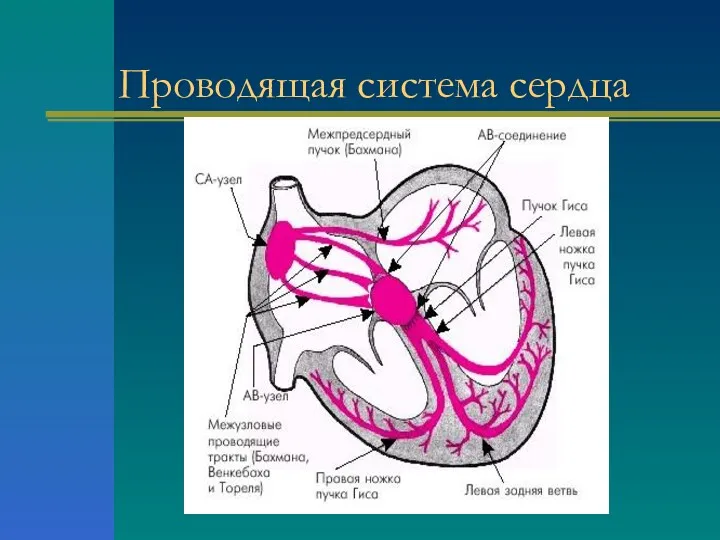 Проводящая система сердца