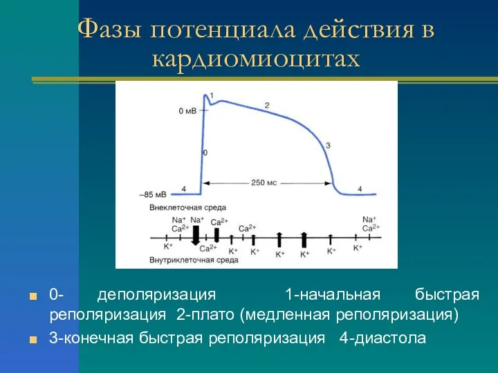 Фазы потенциала действия в кардиомиоцитах 0- деполяризация 1-начальная быстрая реполяризация