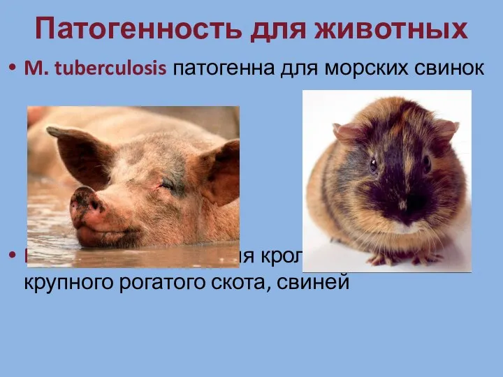 Патогенность для животных M. tuberculosis патогенна для морских свинок M. bovis патогенна для