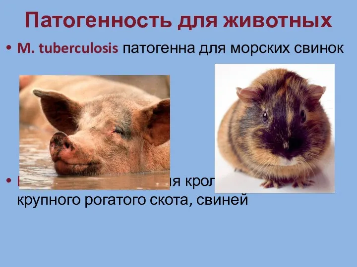 Патогенность для животных M. tuberculosis патогенна для морских свинок M.