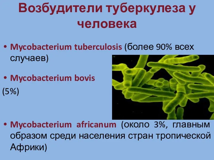 Возбудители туберкулеза у человека Mycobacterium tuberculosis (более 90% всех случаев) Mycobacterium bovis (5%)