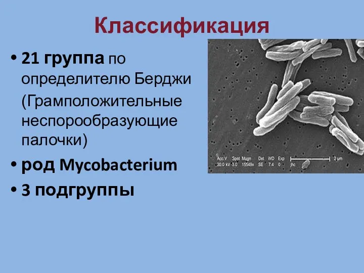 Классификация 21 группа по определителю Берджи (Грамположительные неспорообразующие палочки) род Mycobacterium 3 подгруппы
