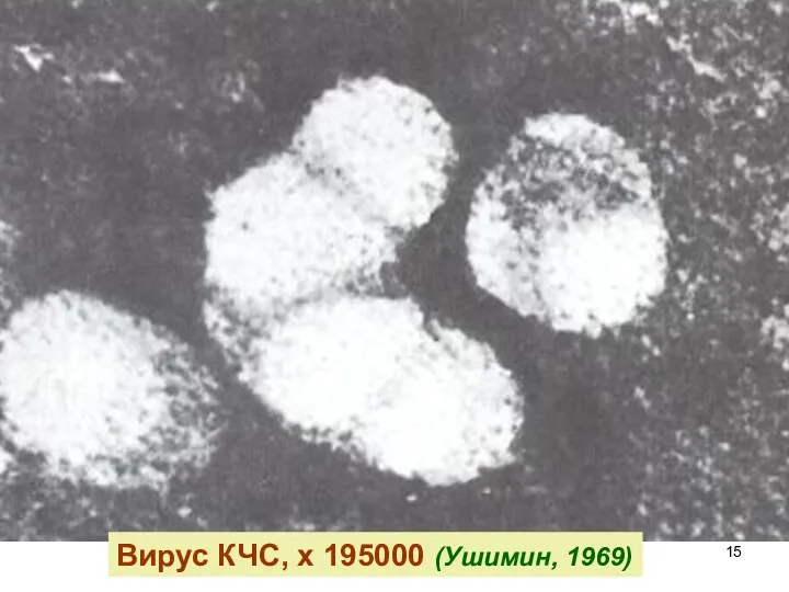 Вирус КЧС, х 195000 (Ушимин, 1969)