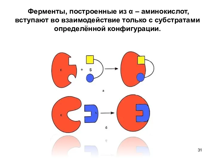 Ферменты, построенные из α – аминокислот, вступают во взаимодействие только с субстратами определённой конфигурации.