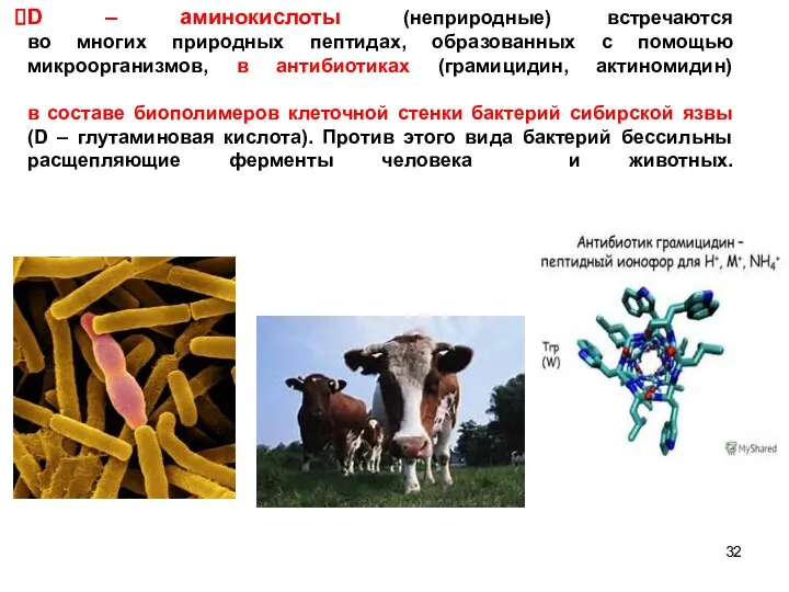 D – аминокислоты (неприродные) встречаются во многих природных пептидах, образованных