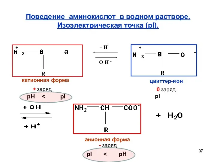 Поведение аминокислот в водном растворе. Изоэлектрическая точка (pI). катионная форма