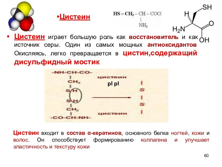 Цистеин играет большую роль как восстановитель и как источник серы.