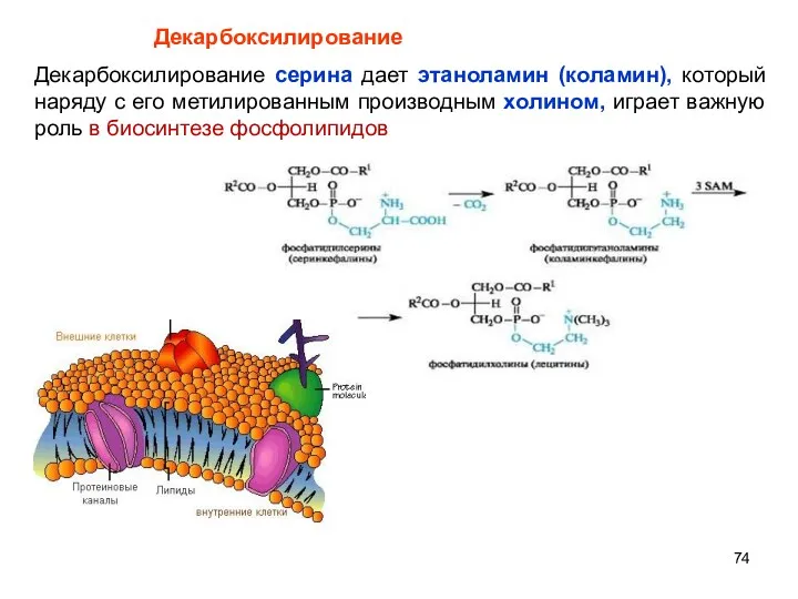 Декарбоксилирование серина дает этаноламин (коламин), который наряду с его метилированным