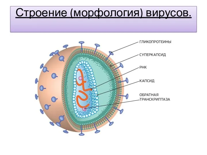 Строение (морфология) вирусов.