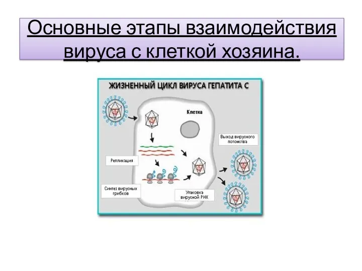 Основные этапы взаимодействия вируса с клеткой хозяина.