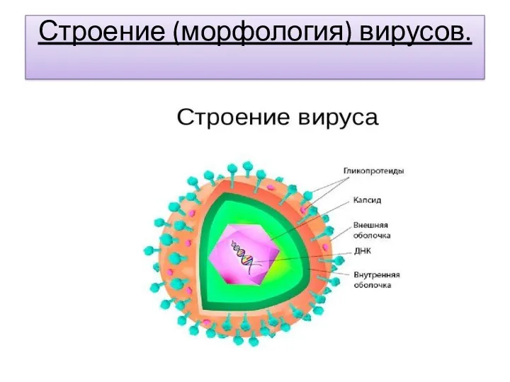Строение (морфология) вирусов.