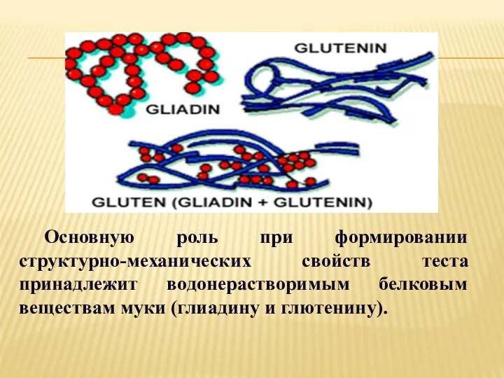 Основную роль при формировании структурно-механических свойств теста принадлежит водонерастворимым белковым веществам муки (глиадину и глютенину).