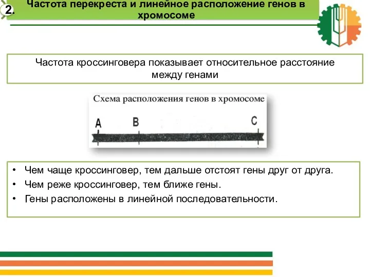 Частота кроссинговера показывает относительное расстояние между генами Чем чаще кроссинговер,