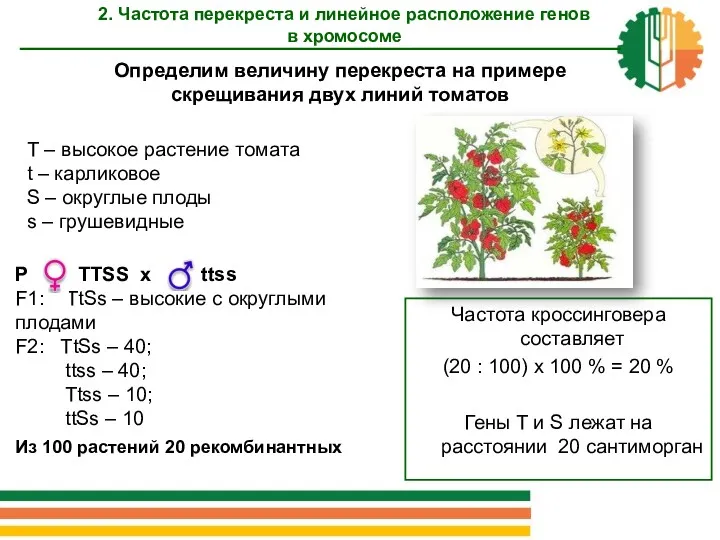 Т – высокое растение томата t – карликовое S –