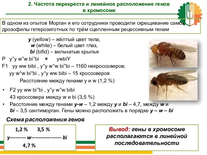 y (yellow) – жёлтый цвет тела, w (white) – белый