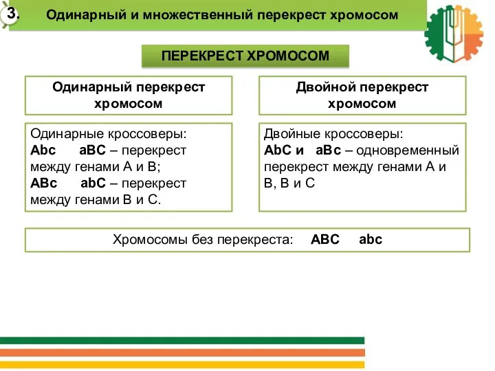 Хромосомы без перекреста: АВС abc ПЕРЕКРЕСТ ХРОМОСОМ Одинарный перекрест хромосом