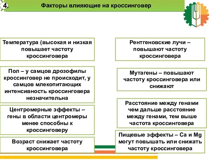 4. Факторы, влияющие на кроссинговер Температура (высокая и низкая повышает