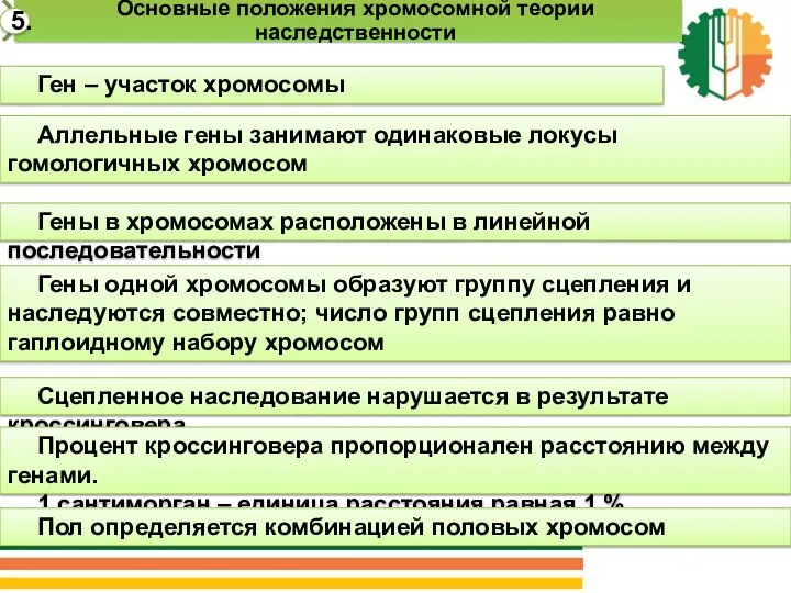 Ген – участок хромосомы Аллельные гены занимают одинаковые локусы гомологичных