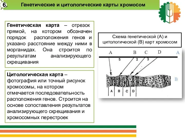 Генетическая карта – отрезок прямой, на котором обозначен порядок расположения