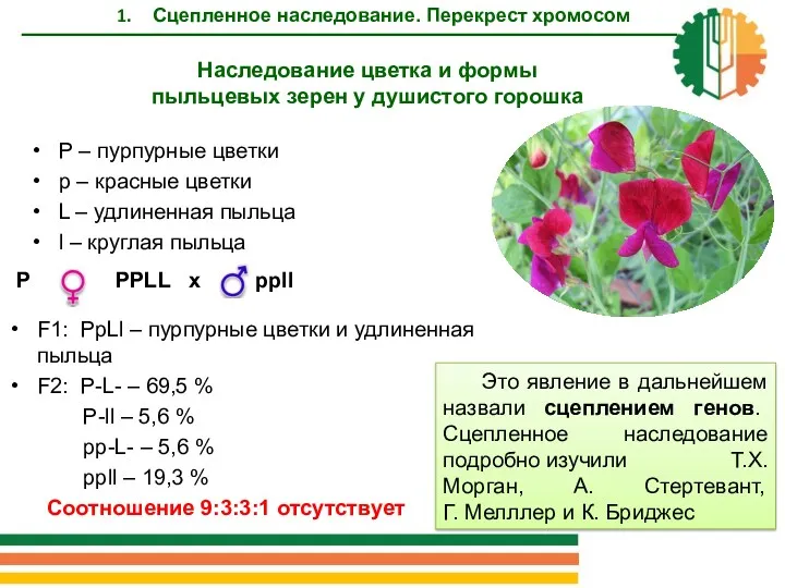 P PPLL x ppll F1: PpLl – пурпурные цветки и