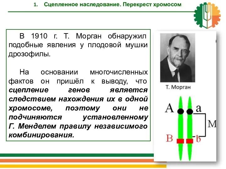 В 1910 г. Т. Морган обнаружил подобные явления у плодовой