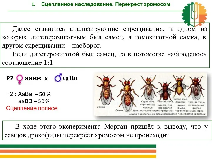 Далее ставились анализирующие скрещивания, в одном из которых дигетерозиготным был