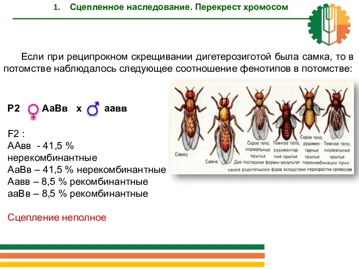 Если при реципрокном скрещивании дигетерозиготой была самка, то в потомстве