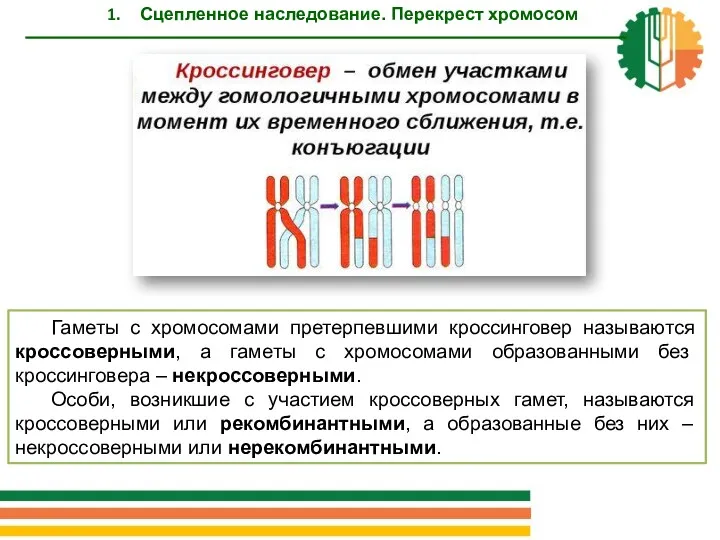 Гаметы с хромосомами претерпевшими кроссинговер называются кроссоверными, а гаметы с