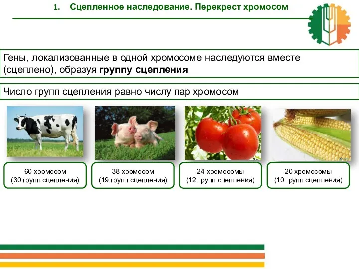 Сцепленное наследование. Перекрест хромосом Гены, локализованные в одной хромосоме наследуются