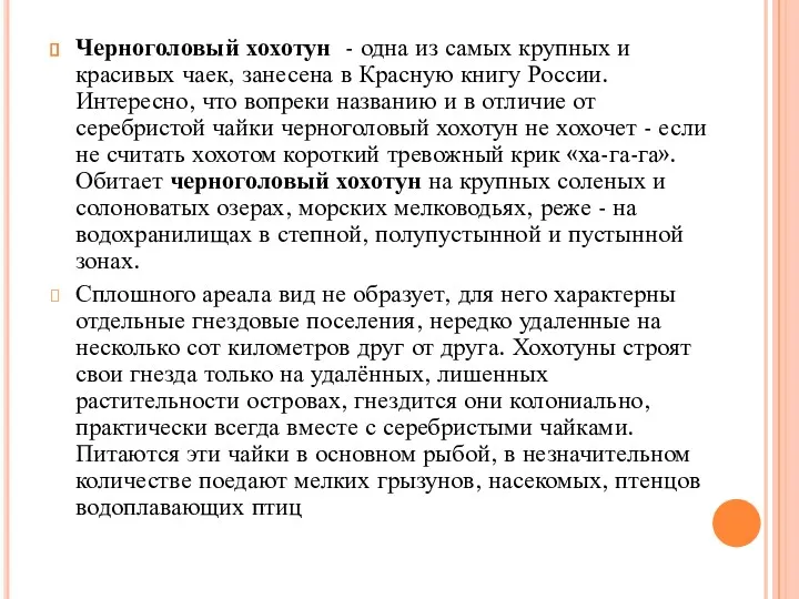 Черноголовый хохотун - одна из самых крупных и красивых чаек, занесена в Красную