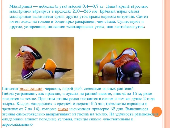 Мандаринка — небольшая утка массой 0,4—0,7 кг. Длина крыла взрослых мандаринок варьирует в