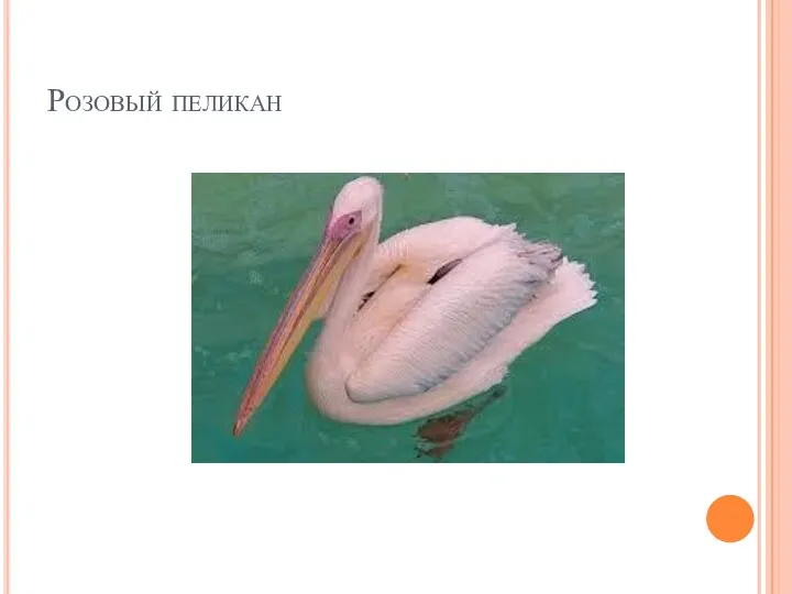Розовый пеликан